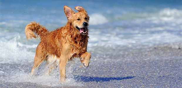 Spiagge per cani a Rimini: via libera ai tuffi in mare
